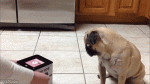 giphy (7).gif