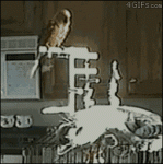 giphy (27).gif