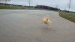 giphy (34).gif