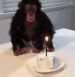 monkey-birthday.gif
