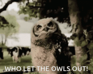 who-let-the-owls-out-who-let-the-dogs-out.gif