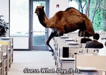 hump-daw-guess-what-day-it-is.gif