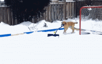 wp-content%2Fuploads%2F2015%2F02%2Fsnowdog.gif%2Ffull-fit-in__950x534.gif