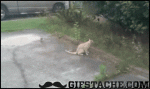 8EE3371C-461B-4F62-A9A8-5687D8323095.gif
