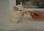 giphy (16).gif