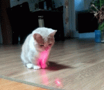 b597670f7b2450c43b318fb9b0fd36f1.gif