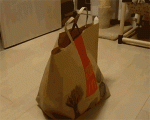 giphy (22).gif