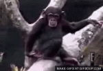 monkey butt.gif