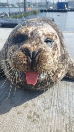 q-a-on-my-work-as-a-marine-biologist-with-harbour-seals-sea-v0-1oqgtohfetkb1.jpg