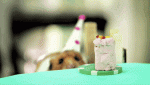 Hamster Birthday.gif