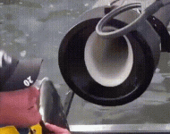 cannon-fish.gif