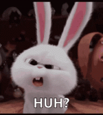 bunny-wth.gif