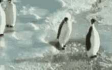 IMG_2244.gif