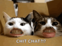 funny-cats.gif