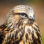 Rough Legged Hawk YS25 (1).jpg