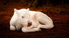 AS White Bison Calf 02.jpg