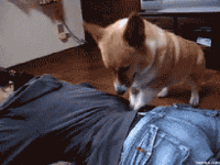 1777648091058.gif