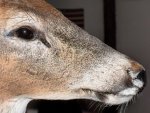 Taxidermy Grippin Deer Head 003.jpg