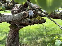 IMG_1701.jpeg