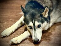 06.17.2026 Lyka.jpeg