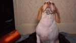 blow-dryer-dog-002.gif