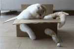 giphy (5).gif