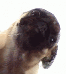 F08D80E8-A1BB-4436-84F7-A1CC048483D2.gif