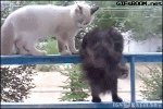 3d707f40-c035-0132-9a55-0e01949ad350.gif