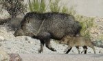 peccary.jpg