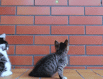 1CE4C19D-D789-45BB-A144-87C8EA49A682.gif