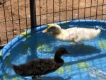 nuclear growth ducks 3 weekd 5 lbs 05.21.2018.jpg