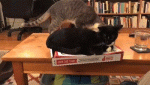 cat-pushes-cat-off-pizza-box-table.gif