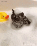 Amazing Cat GIF • 2 cool cats in bathtub full of waer Fluffy charming babies in fluffy foam.gif