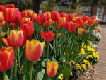 DangerousDon  -Tulips on Campus.png
