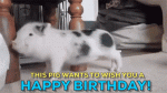 Happy Birthday Pig.gif