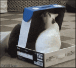 anigif_enhanced-buzz-23952-1363279780-4.gif