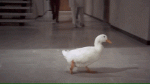 duck-radiology.gif