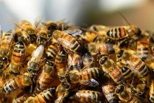 honey-bees-close1.jpg