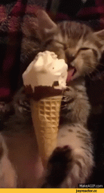 catNcone1.gif