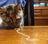 funny_cat_eating_spaghetti_gif_6028664074.gif