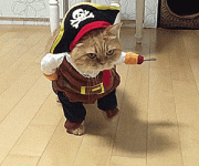 cat pirate1.gif