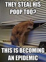 55-Funniest-Cat-Memes-Ever-18-720x962_50.jpg