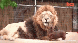 weenier dog and lion.gif