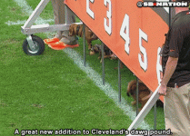 weenier dog race.gif