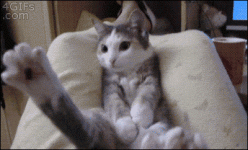 funny-gif-kitten-cat-pillow.gif