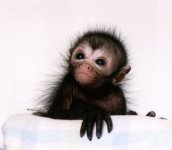 cute-spider-monkey.jpg