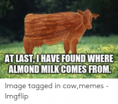 at-last-dhave-found-where-almond-milk-comes-from-image-tagged-52495664.png