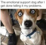 emotional support dog.jpg