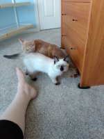 new_kittens.jpg