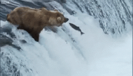 bear catching fish.gif